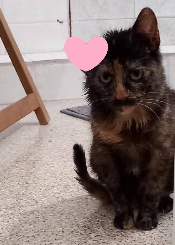 Ambra sfortunata cucciola (FELV POSITIVA) Foto 2